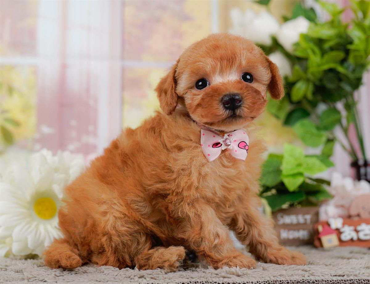 トイ・プードル | 女の子 | レッド | 2026年2月25日（ID:dog-200015721）