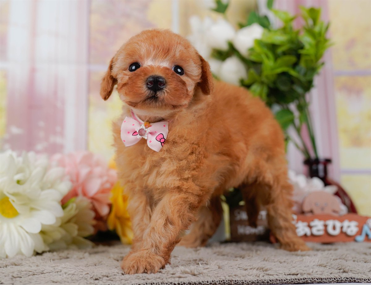 トイ・プードル | 女の子 | レッド | 2026年2月25日（ID:dog-200015721）