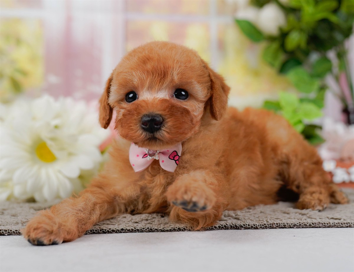 トイ・プードル | 女の子 | レッド | 2026年2月25日（ID:dog-200015721）