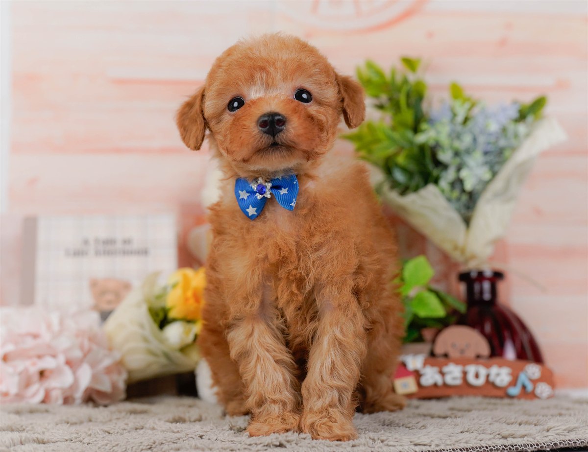 トイ・プードル | 男の子 | レッド | 2026年2月25日（ID:dog-200015722）