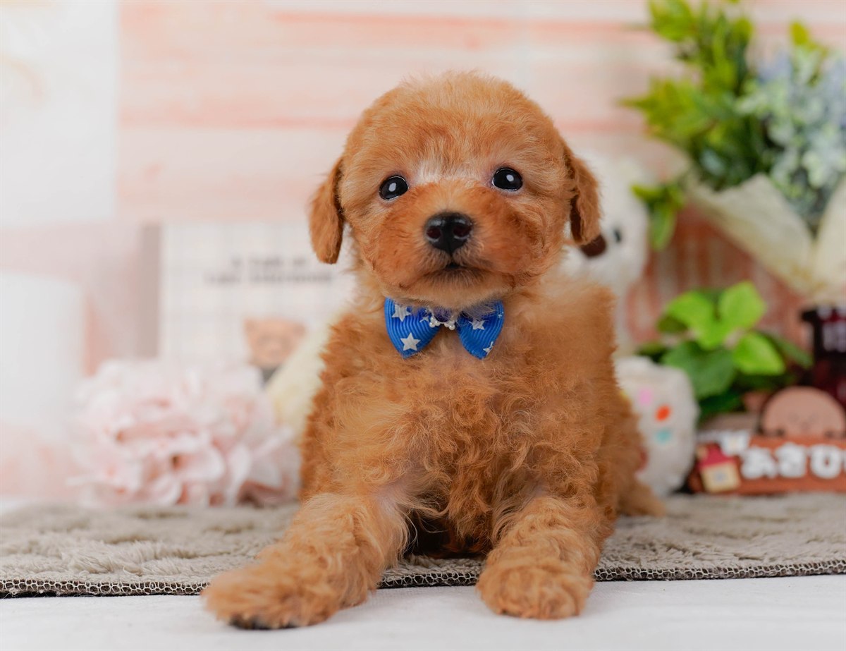 トイ・プードル | 男の子 | レッド | 2026年2月25日（ID:dog-200015722）