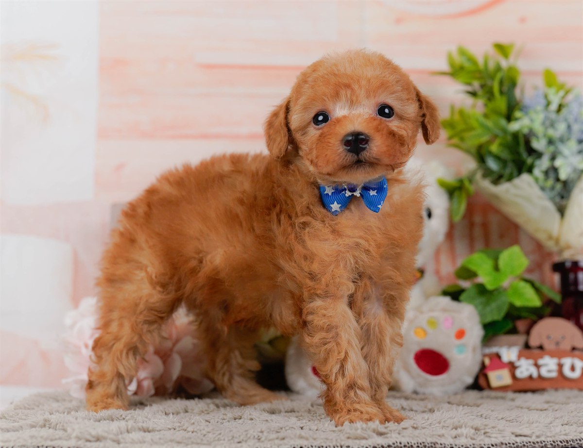 トイ・プードル | 男の子 | レッド | 2026年2月25日（ID:dog-200015722）