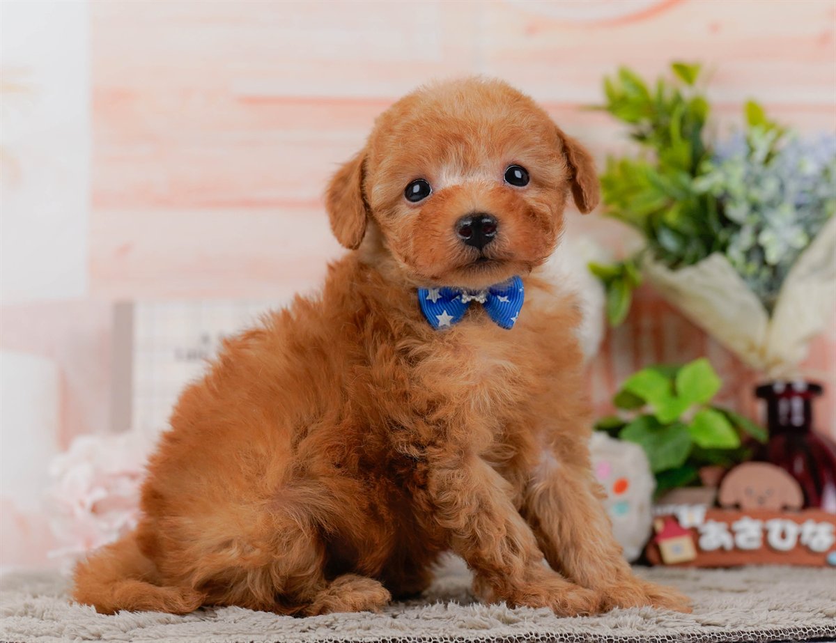 トイ・プードル | 男の子 | レッド | 2026年2月25日（ID:dog-200015722）