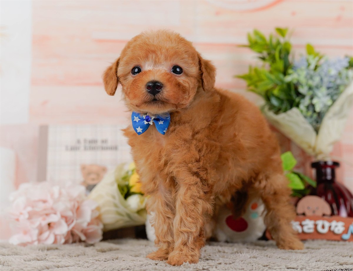 トイ・プードル | 男の子 | レッド | 2026年2月25日（ID:dog-200015722）