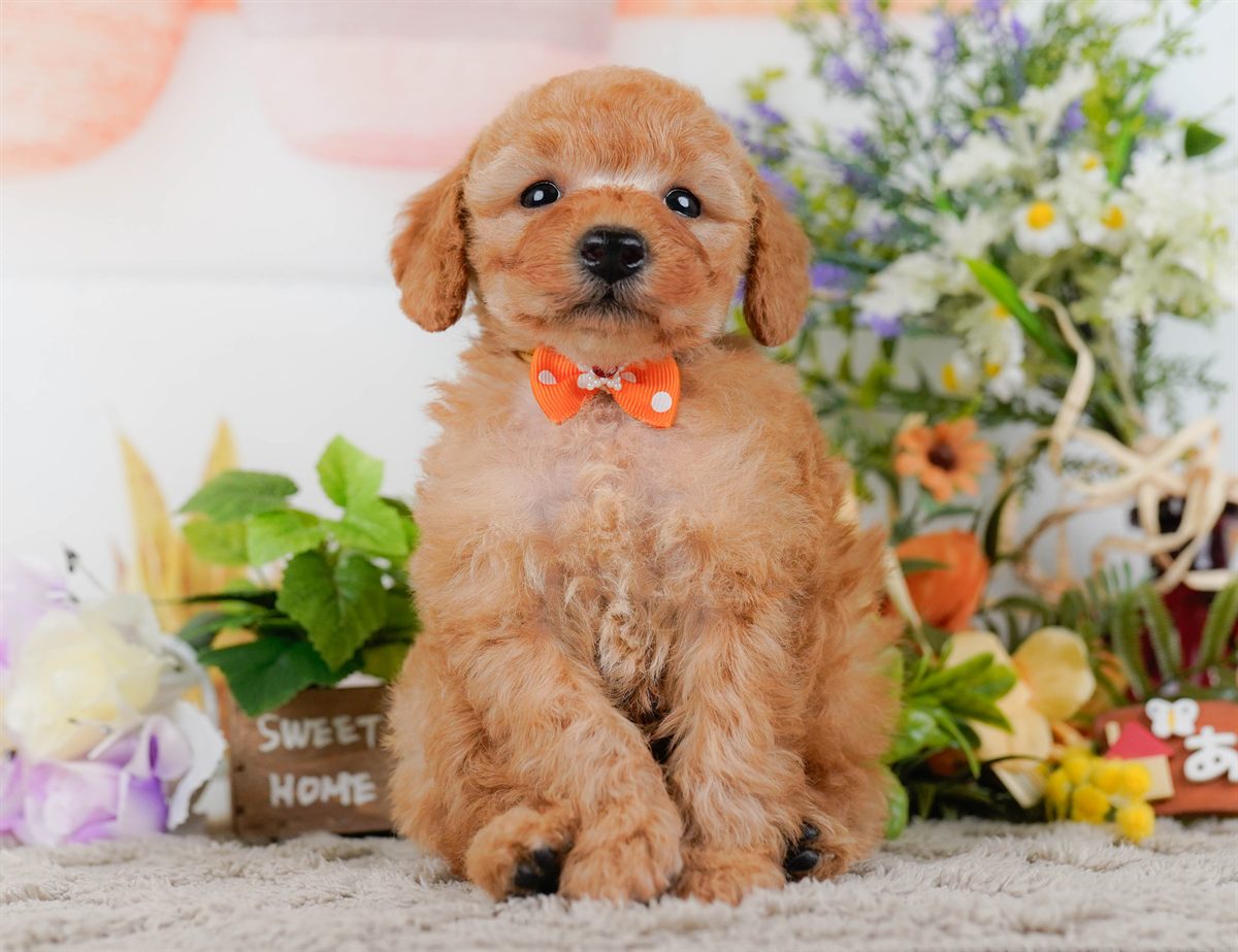 トイ・プードル | 男の子 | アプリコット | 2026年2月25日（ID:dog-200015724）