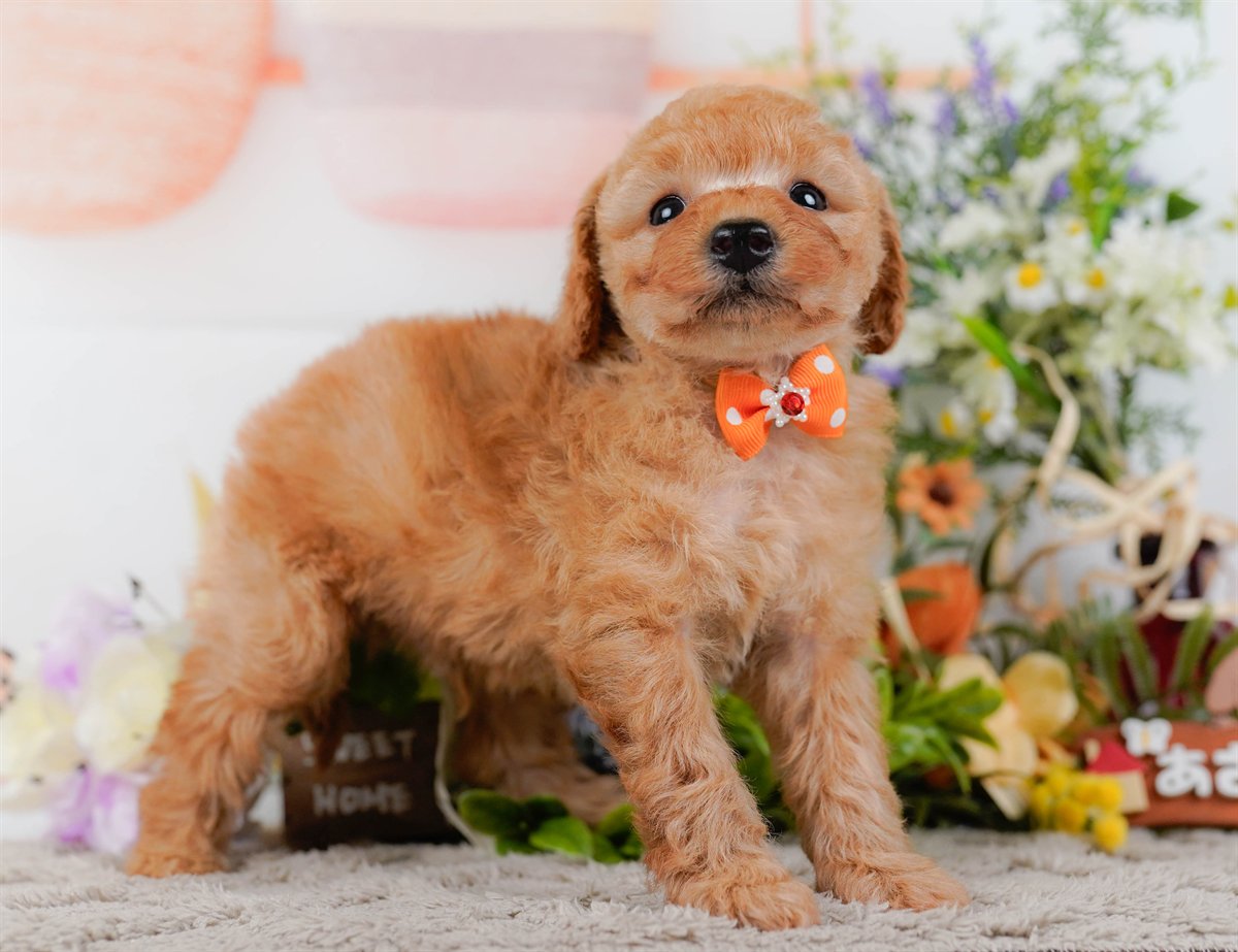 トイ・プードル | 男の子 | アプリコット | 2026年2月25日（ID:dog-200015724）
