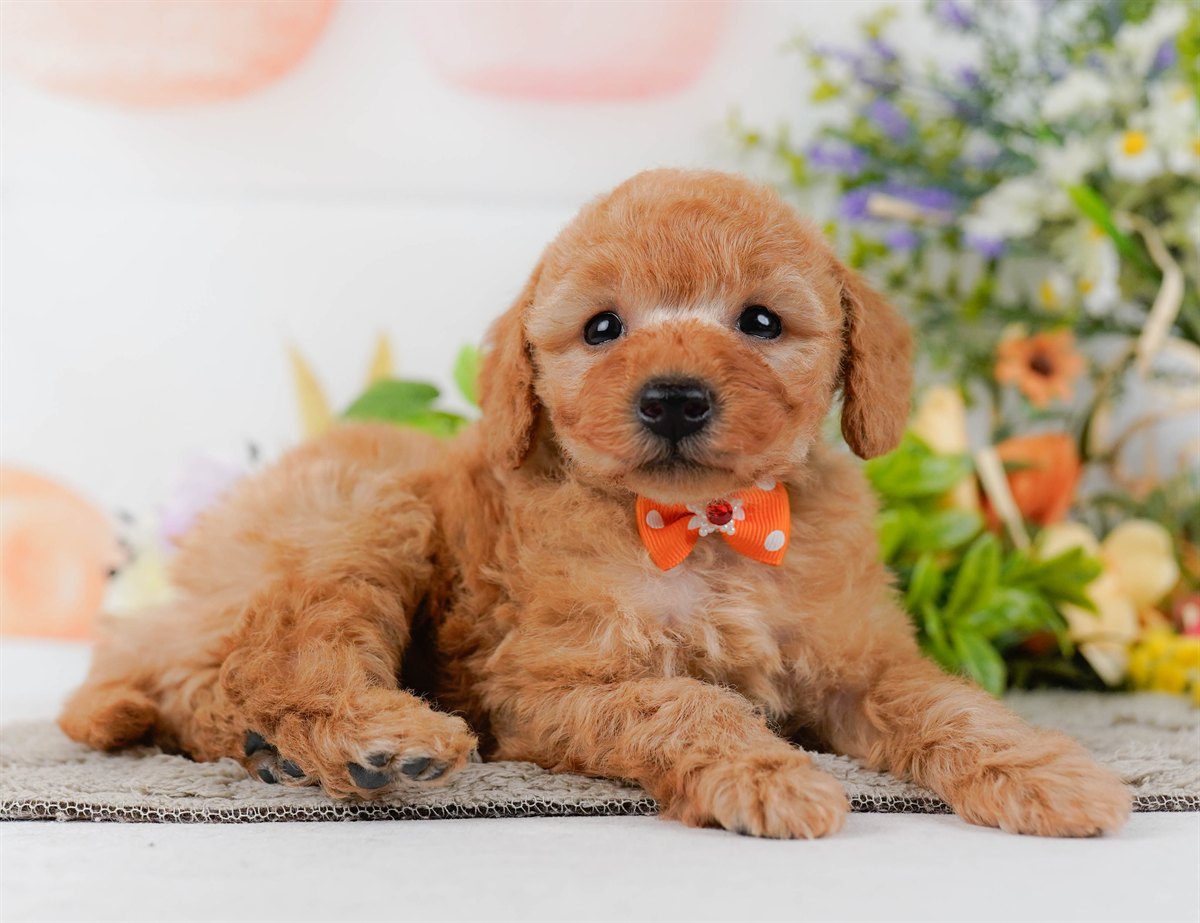 トイ・プードル | 男の子 | アプリコット | 2026年2月25日（ID:dog-200015724）