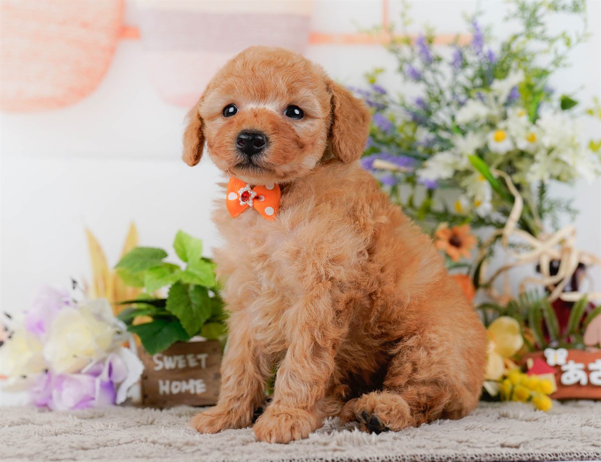 トイ・プードル | 男の子 | アプリコット | 2026年2月25日（ID:dog-200015724）