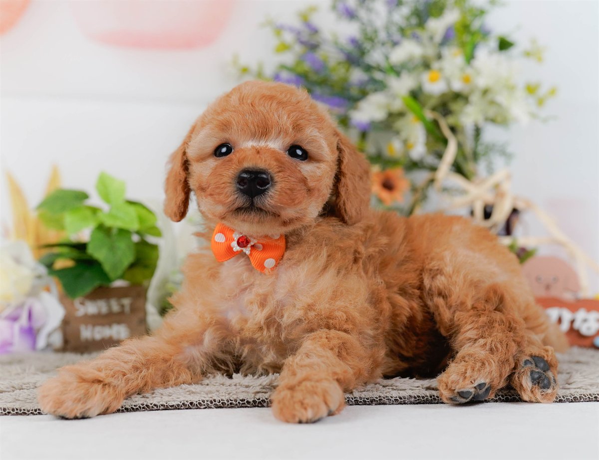 トイ・プードル | 男の子 | アプリコット | 2026年2月25日（ID:dog-200015724）