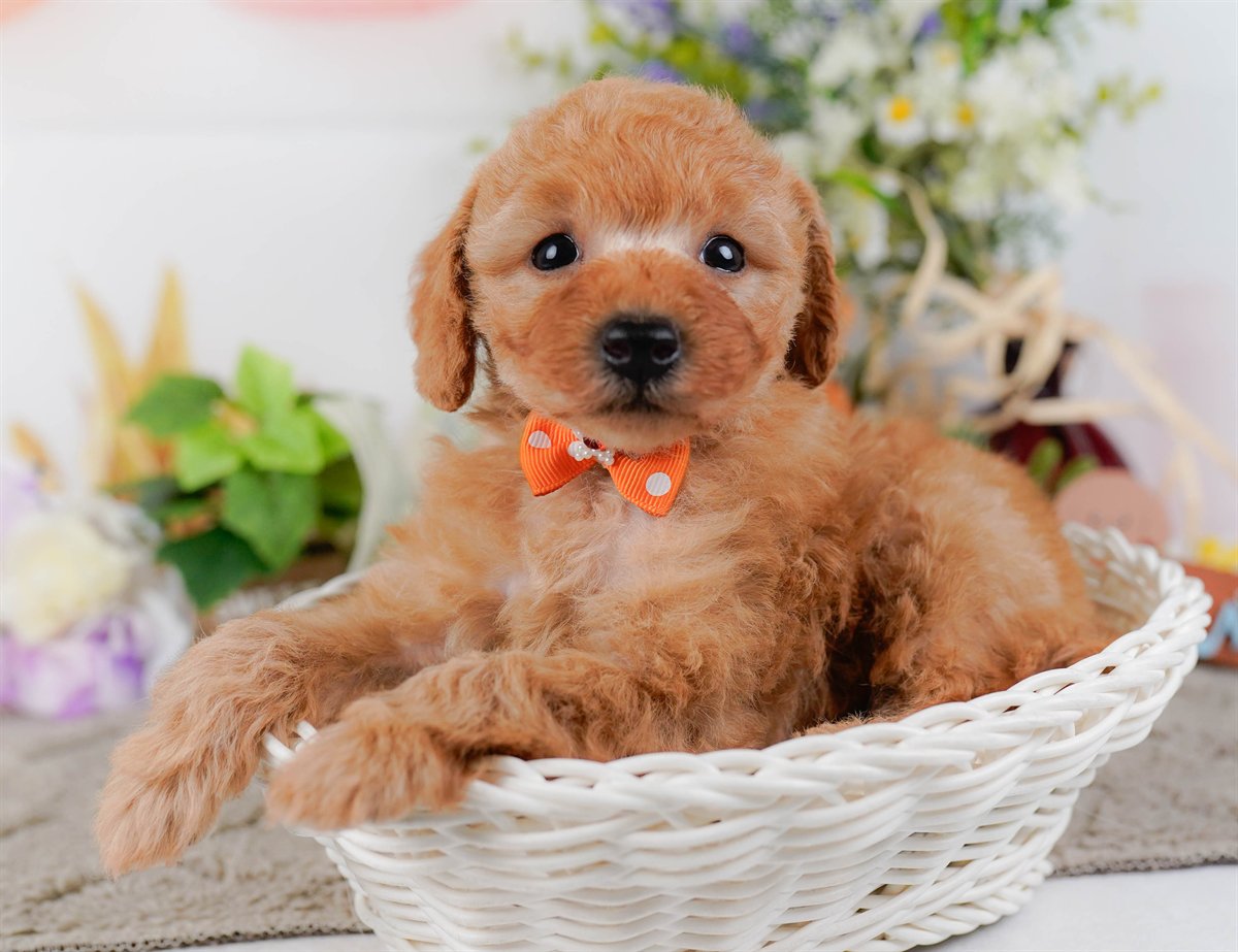 トイ・プードル | 男の子 | アプリコット | 2026年2月25日（ID:dog-200015724）