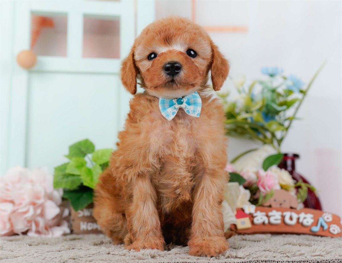 トイ・プードル | 男の子 | レッド | 2026年2月25日（ID:dog-200015725）