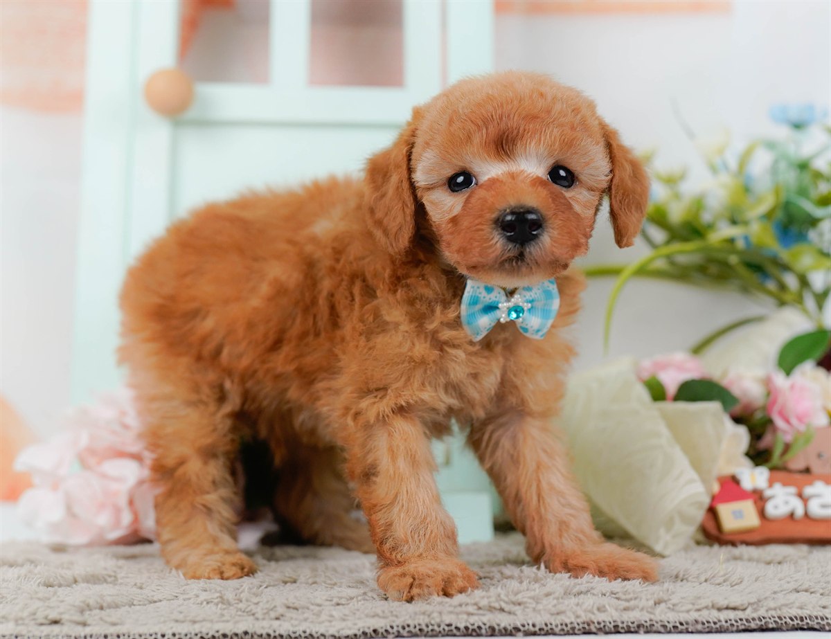 トイ・プードル | 男の子 | レッド | 2026年2月25日（ID:dog-200015725）