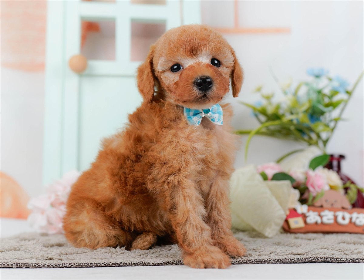 トイ・プードル | 男の子 | レッド | 2026年2月25日（ID:dog-200015725）