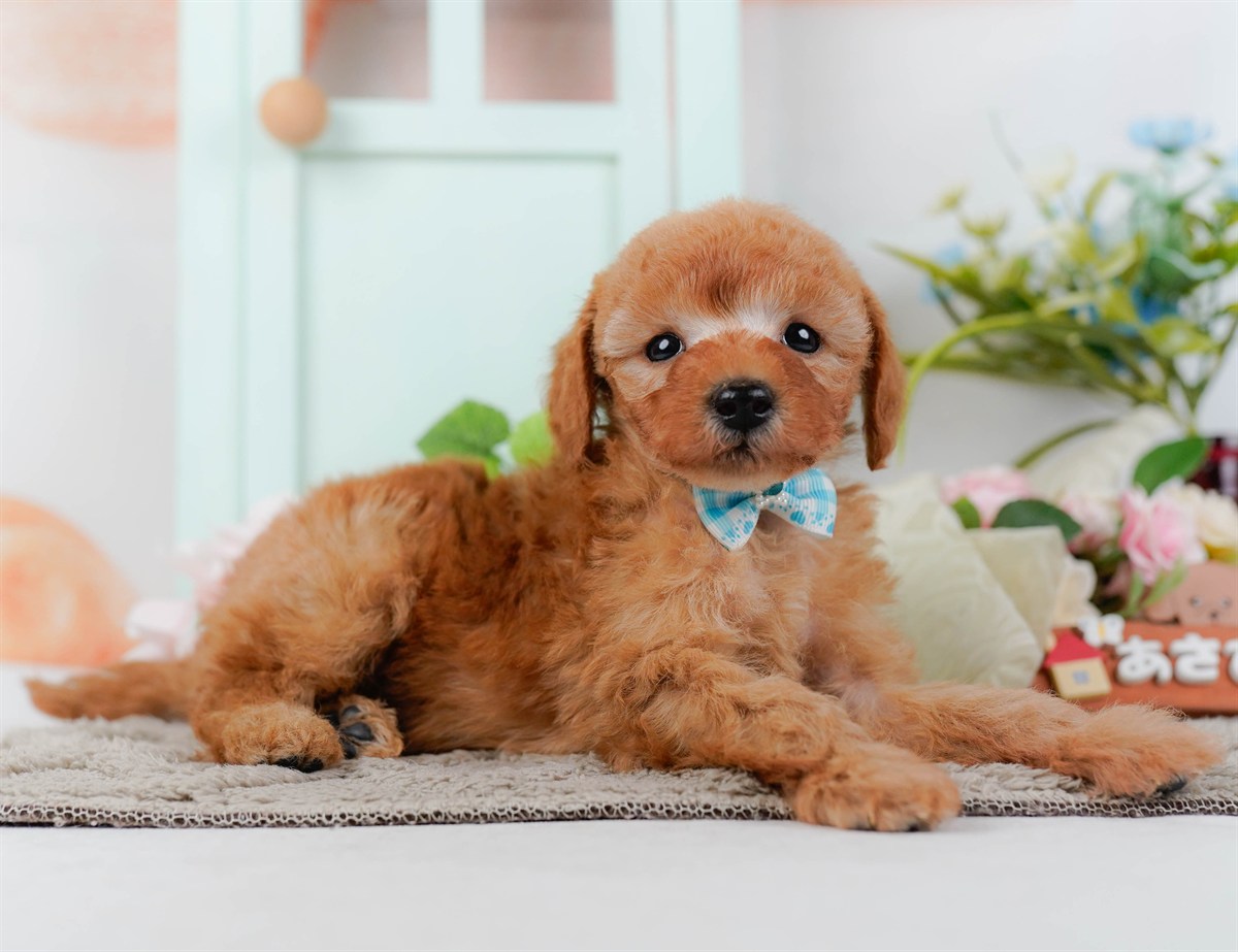 トイ・プードル | 男の子 | レッド | 2026年2月25日（ID:dog-200015725）