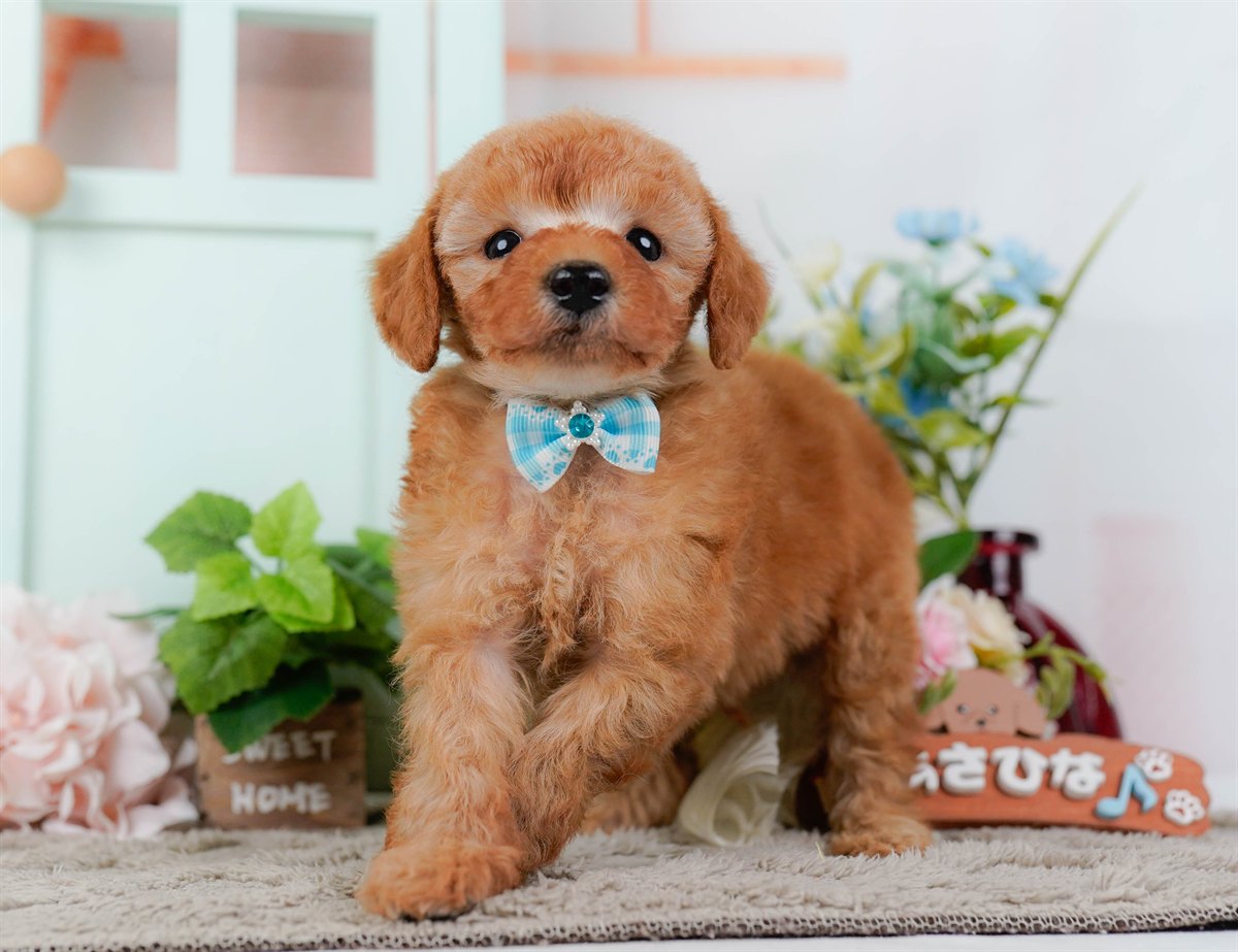 トイ・プードル | 男の子 | レッド | 2026年2月25日（ID:dog-200015725）