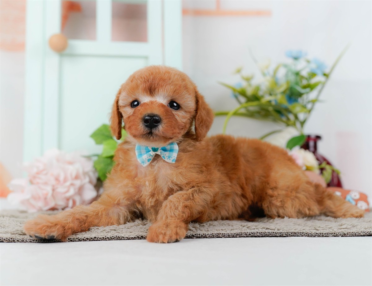 トイ・プードル | 男の子 | レッド | 2026年2月25日（ID:dog-200015725）