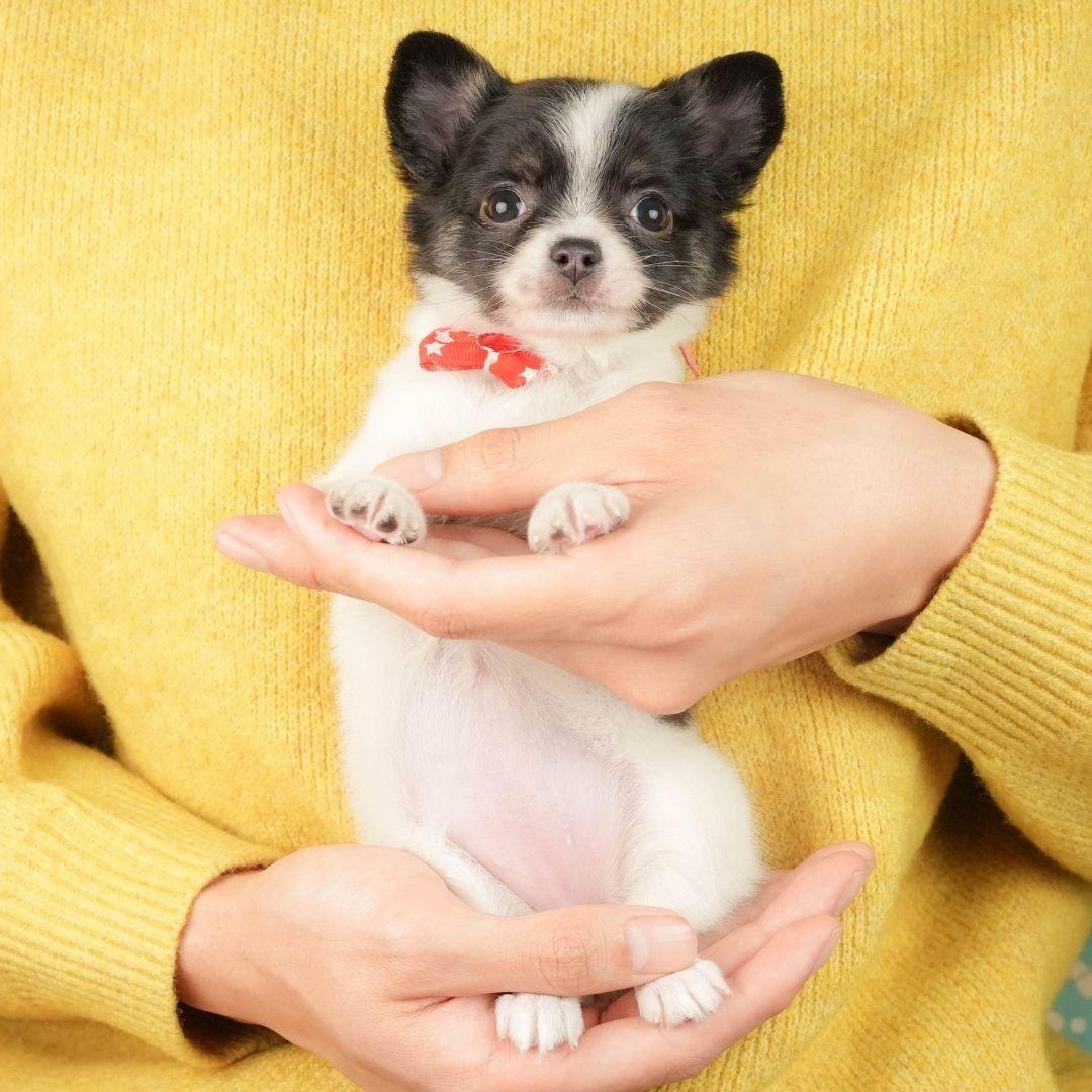 チワワ(ロング) | 女の子 | パーティー | 2026年2月25日（ID:dog-200015727）