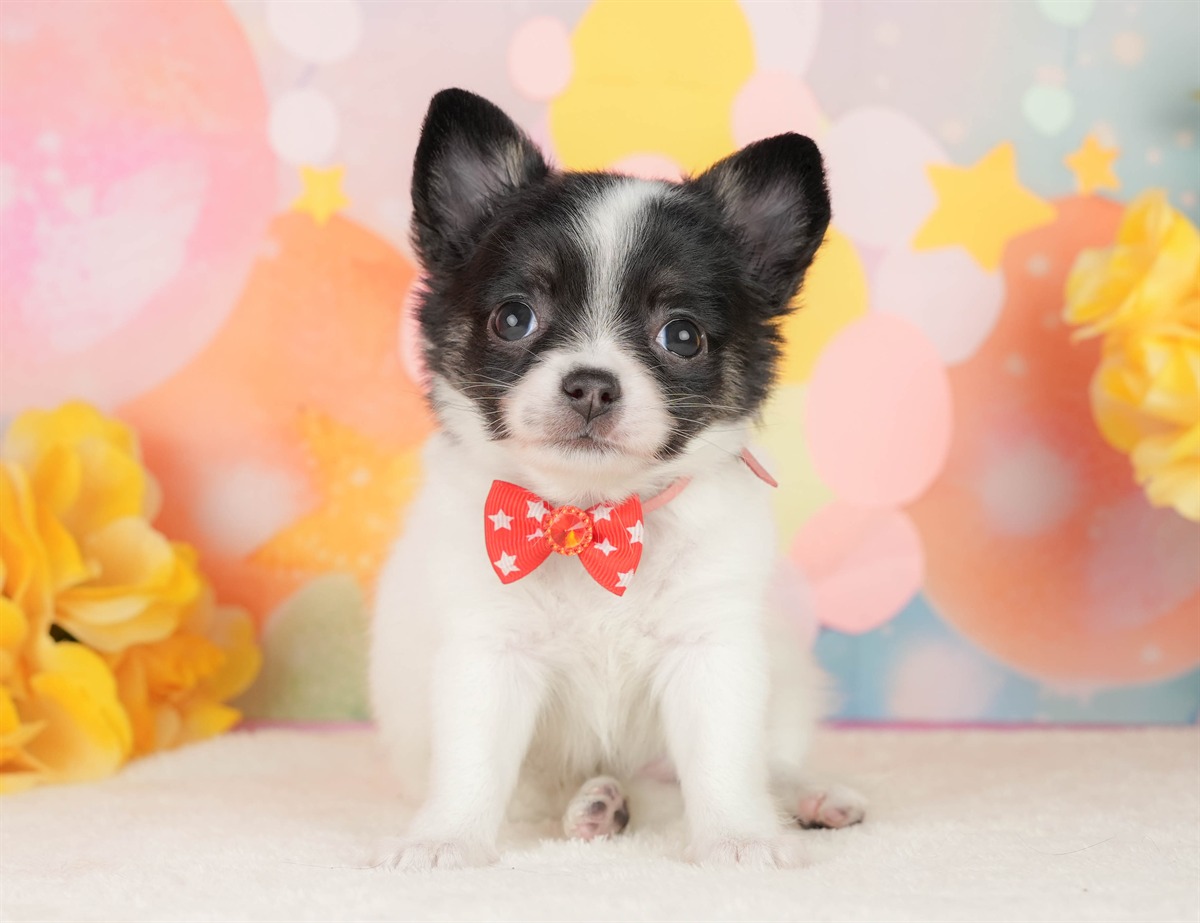 チワワ(ロング) | 女の子 | パーティー | 2026年2月25日（ID:dog-200015727）