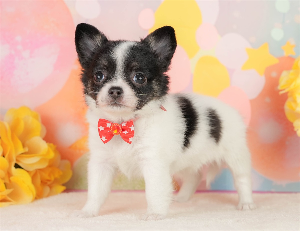 チワワ(ロング) | 女の子 | パーティー | 2026年2月25日（ID:dog-200015727）