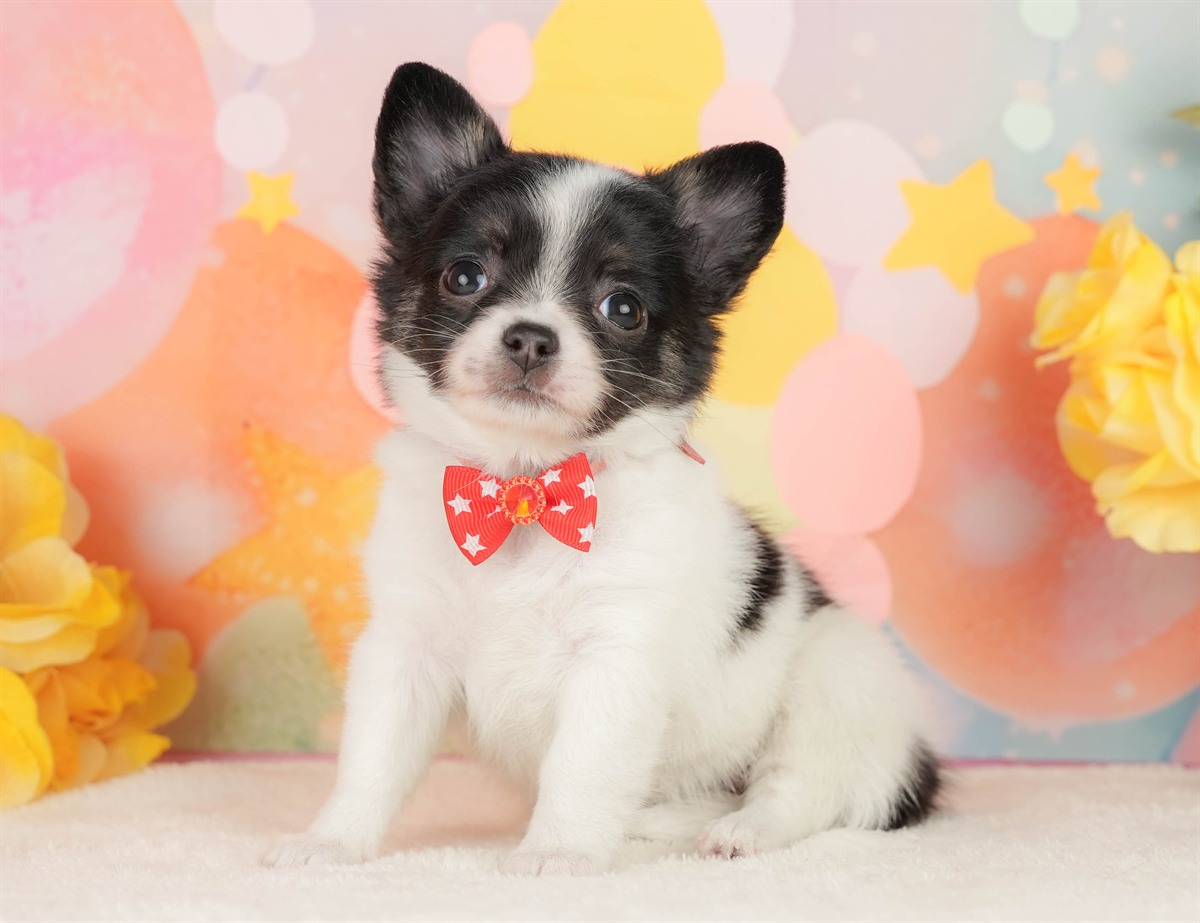 チワワ(ロング) | 女の子 | パーティー | 2026年2月25日（ID:dog-200015727）