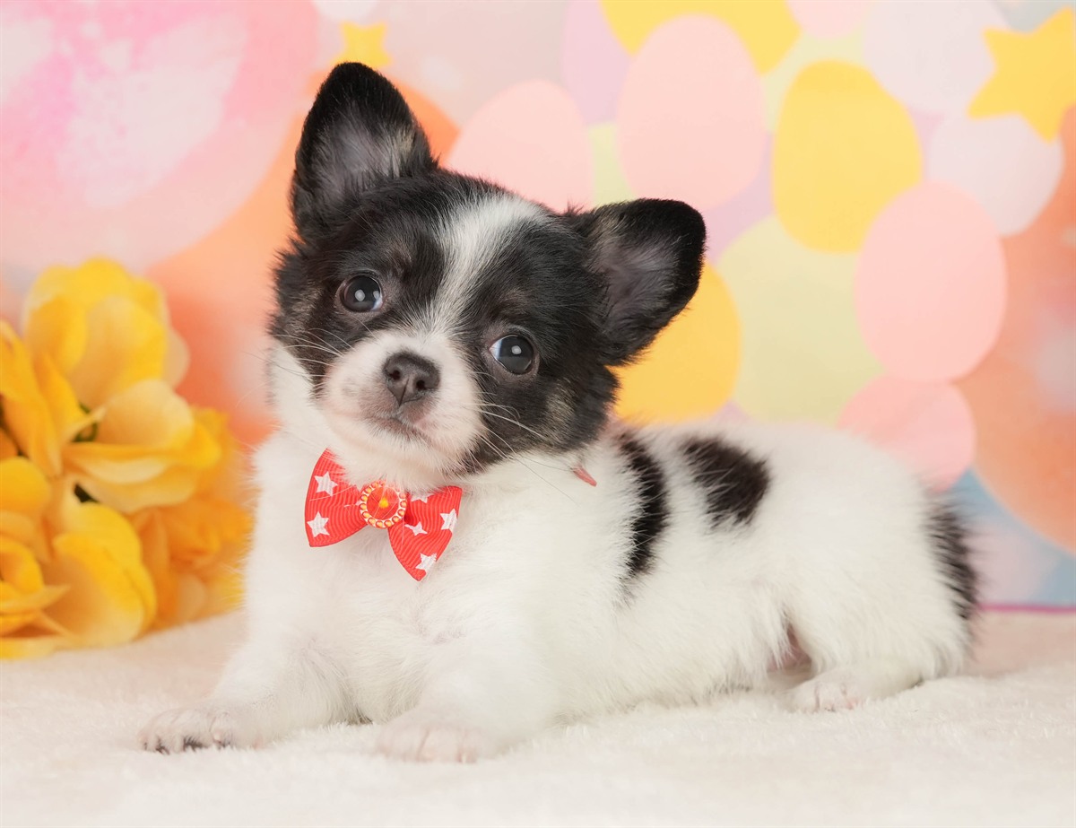 チワワ(ロング) | 女の子 | パーティー | 2026年2月25日（ID:dog-200015727）