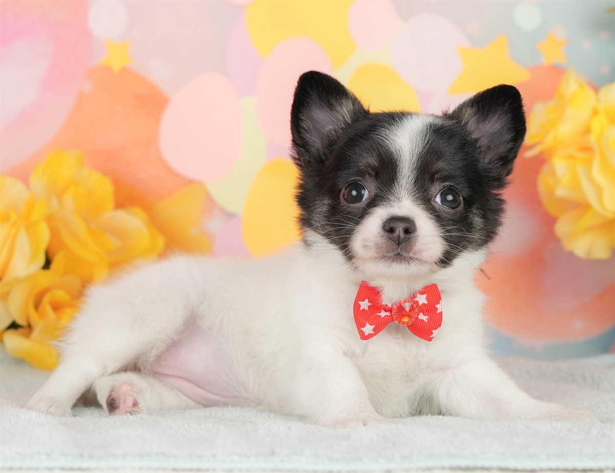 チワワ(ロング) | 女の子 | パーティー | 2026年2月25日（ID:dog-200015727）