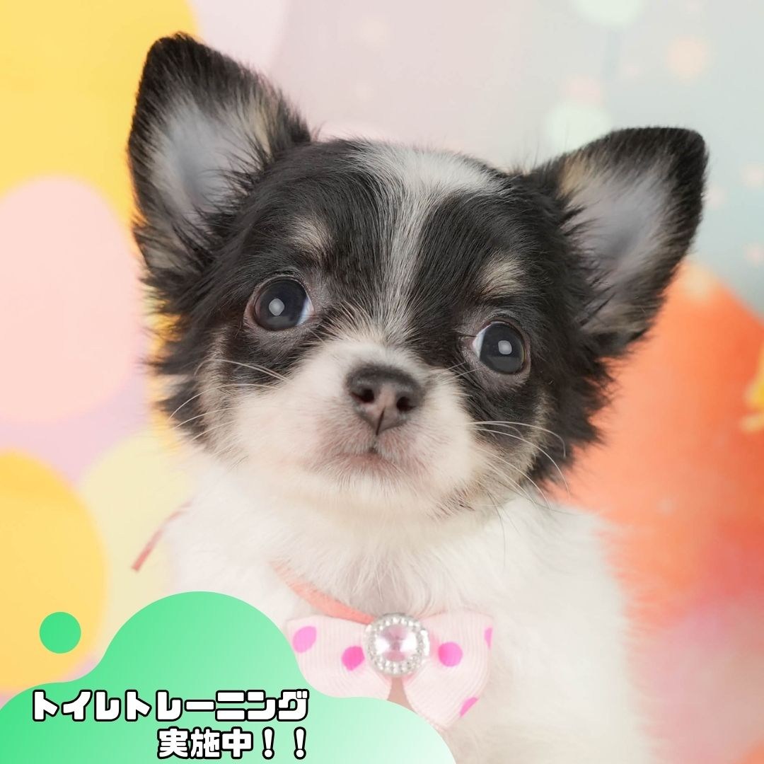 チワワ(ロング) | 女の子 | パーティー | 2026年2月25日（ID:dog-200015728）