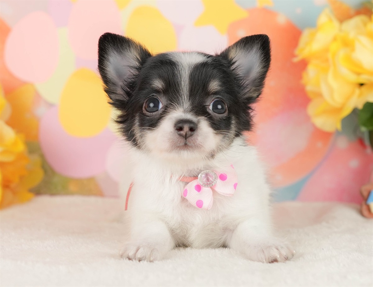 チワワ(ロング) | 女の子 | パーティー | 2026年2月25日（ID:dog-200015728）