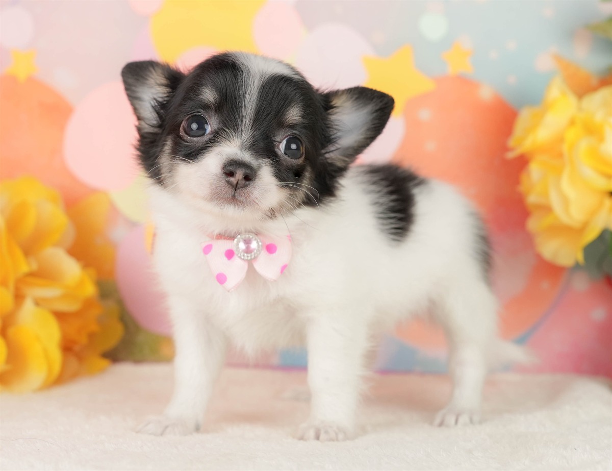 チワワ(ロング) | 女の子 | パーティー | 2026年2月25日（ID:dog-200015728）