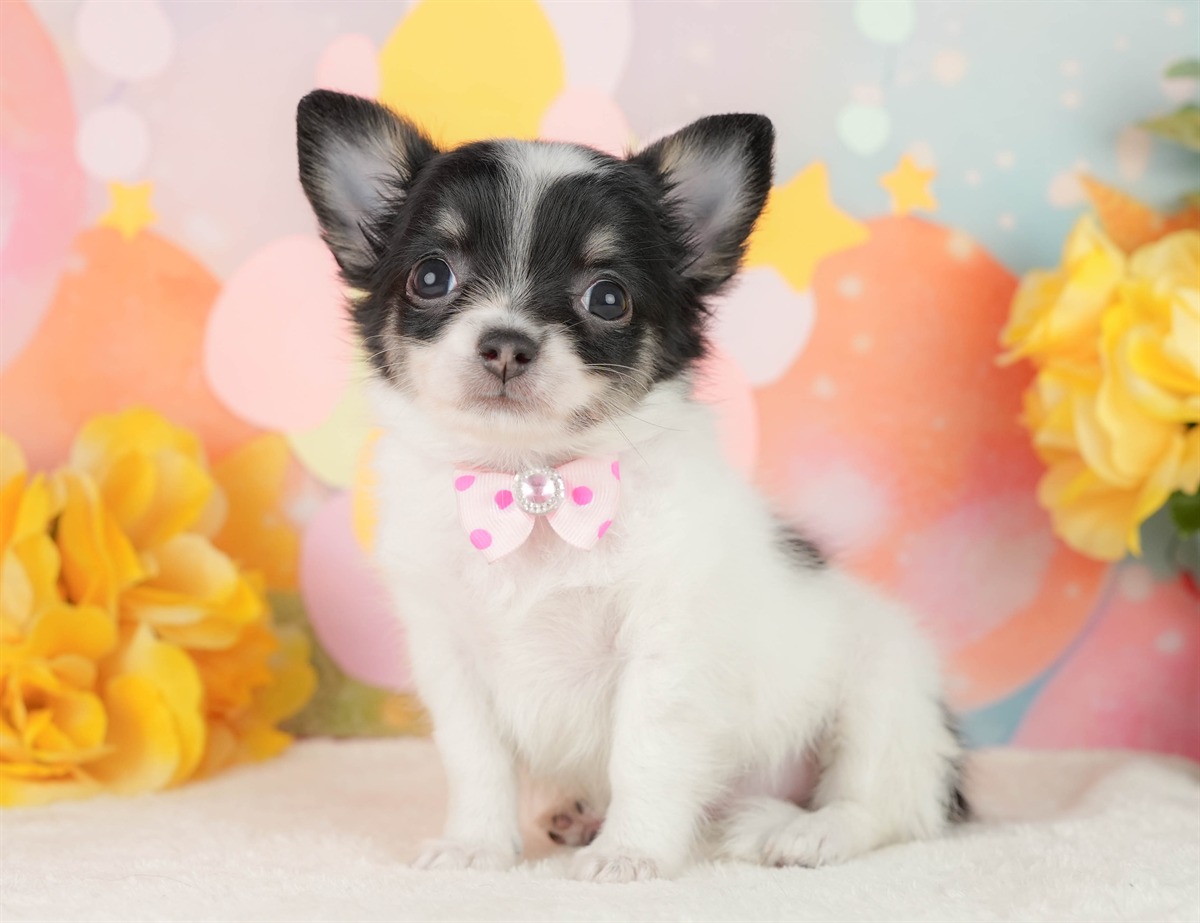 チワワ(ロング) | 女の子 | パーティー | 2026年2月25日（ID:dog-200015728）