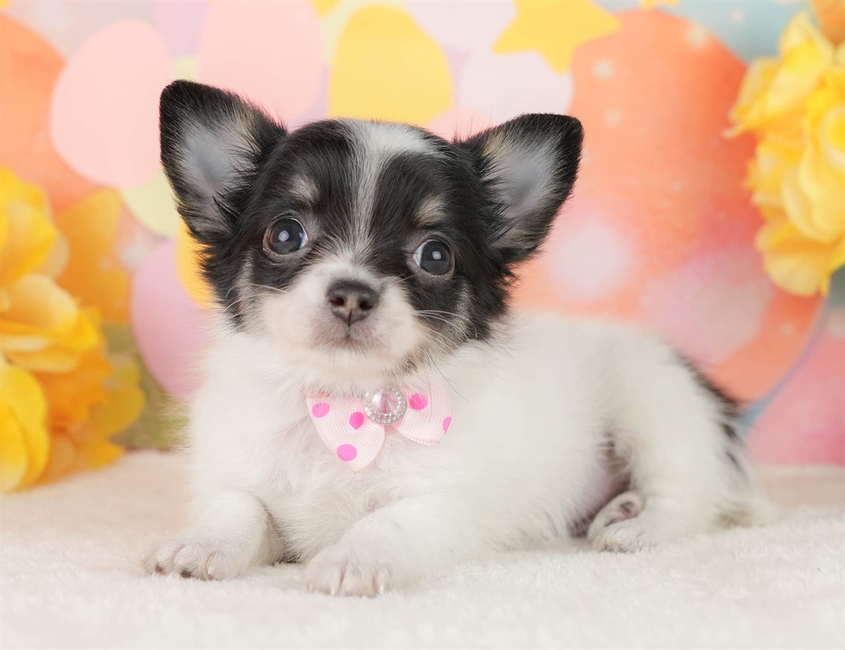 チワワ(ロング) | 女の子 | パーティー | 2026年2月25日（ID:dog-200015728）