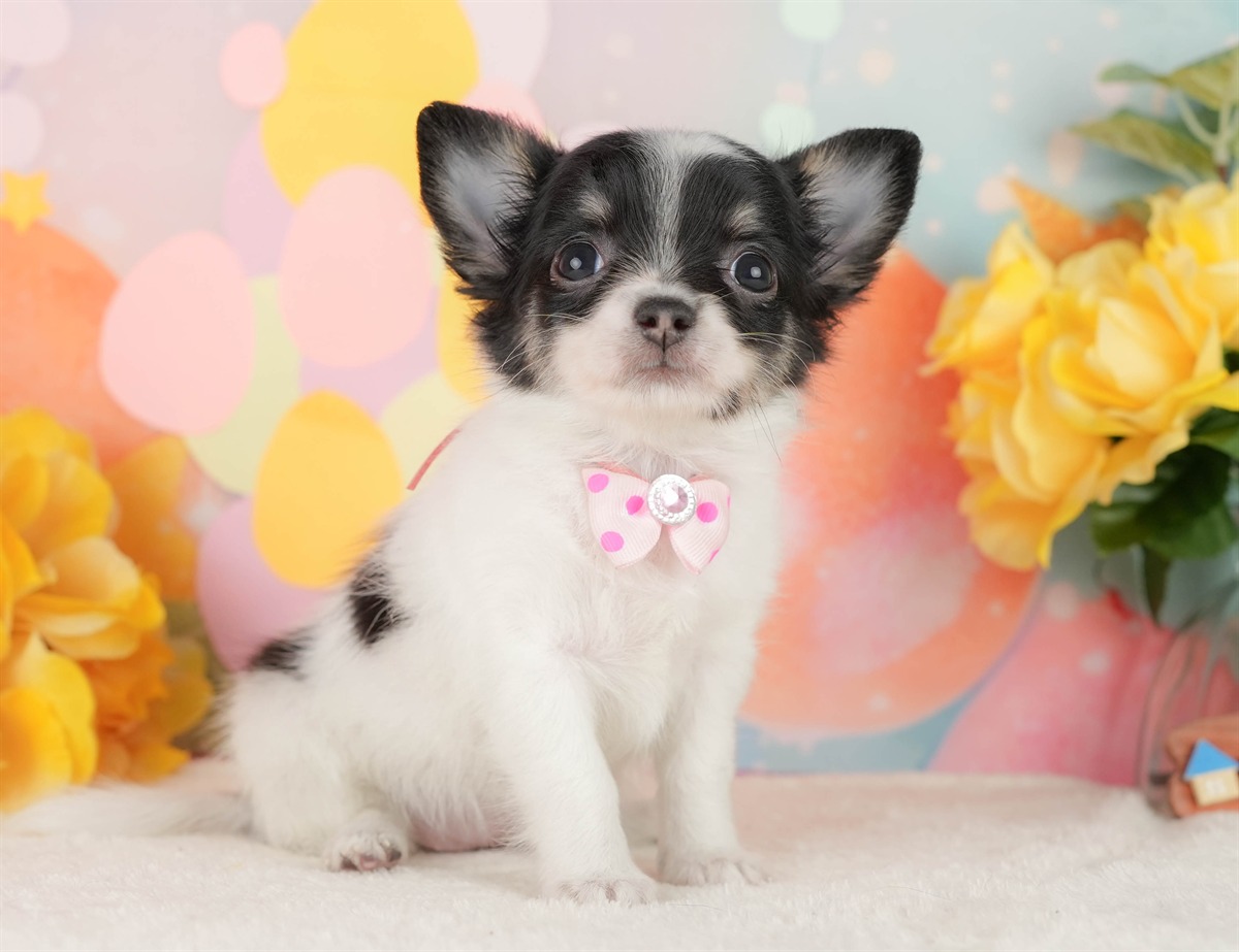 チワワ(ロング) | 女の子 | パーティー | 2026年2月25日（ID:dog-200015728）