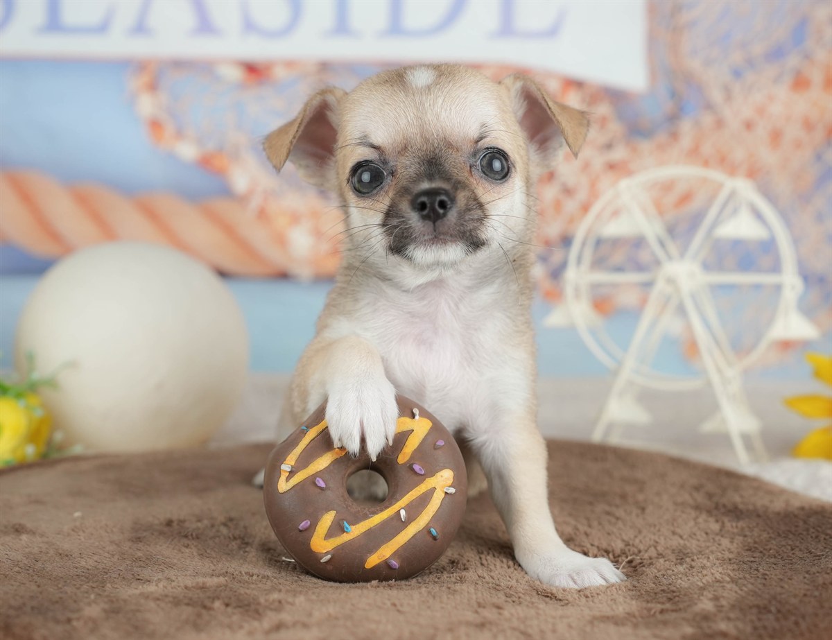 チワワ(スムース) | 男の子 | フォーン | 2026年2月26日（ID:dog-200015729）