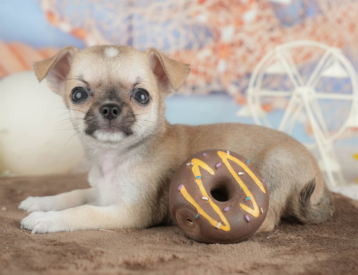 チワワ(スムース) | 男の子 | フォーン | 2026年2月26日（ID:dog-200015729）