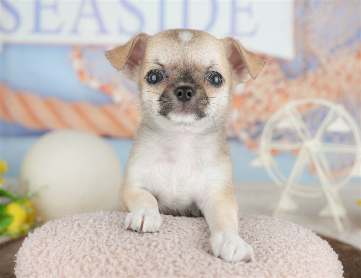 チワワ(スムース) | 男の子 | フォーン | 2026年2月26日（ID:dog-200015729）