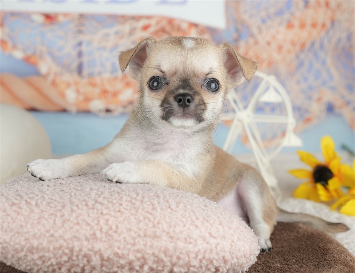 チワワ(スムース) | 男の子 | フォーン | 2026年2月26日（ID:dog-200015729）