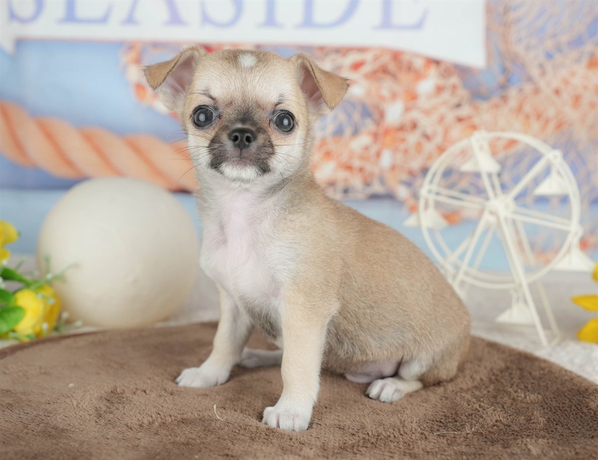 チワワ(スムース) | 男の子 | フォーン | 2026年2月26日（ID:dog-200015729）