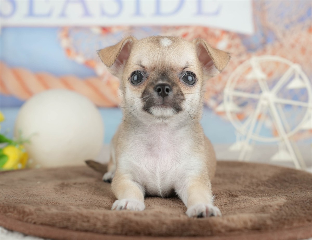 チワワ(スムース) | 男の子 | フォーン | 2026年2月26日（ID:dog-200015729）