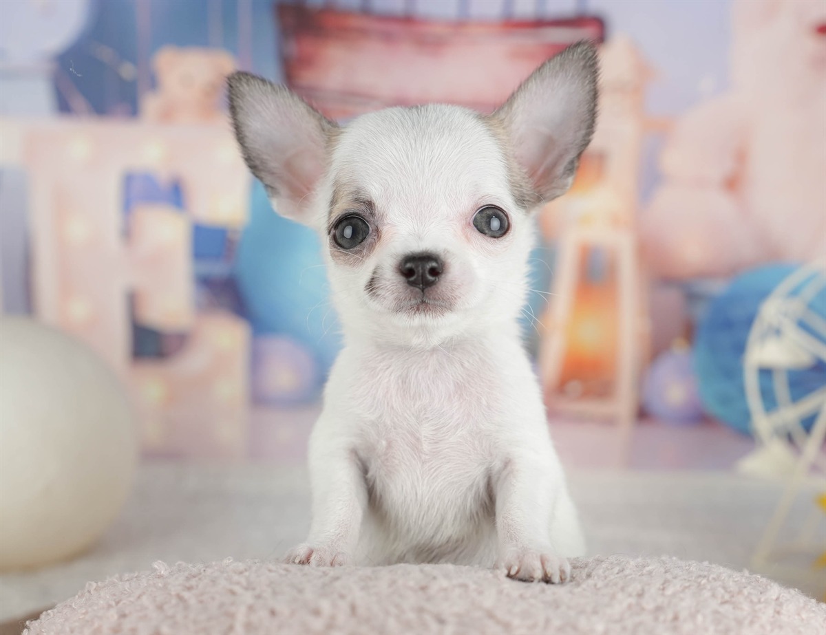 チワワ(スムース) | 女の子 | フォーンホワイト | 2026年2月26日（ID:dog-200015730）