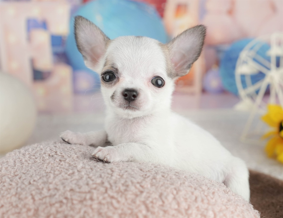 チワワ(スムース) | 女の子 | フォーンホワイト | 2026年2月26日（ID:dog-200015730）