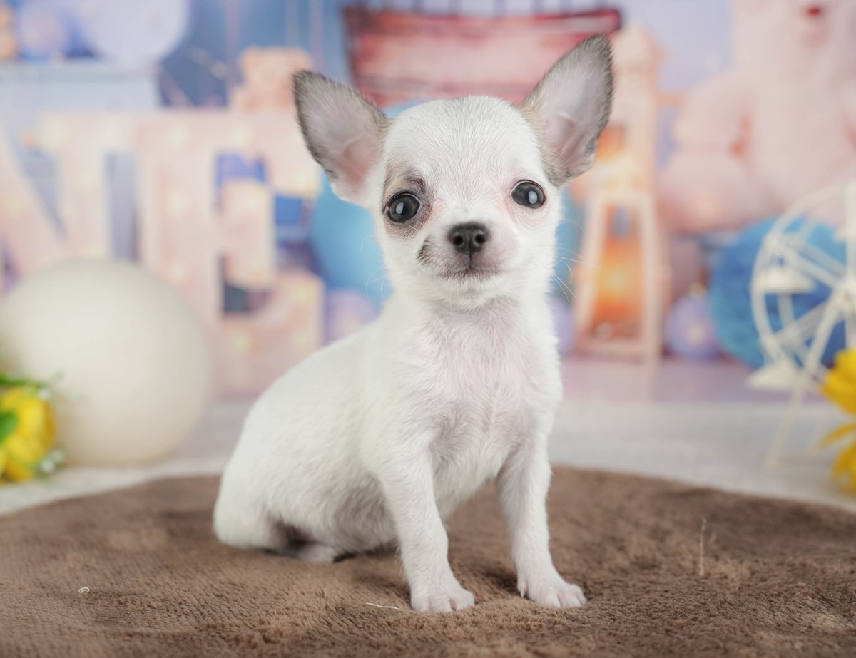 チワワ(スムース) | 女の子 | フォーンホワイト | 2026年2月26日（ID:dog-200015730）