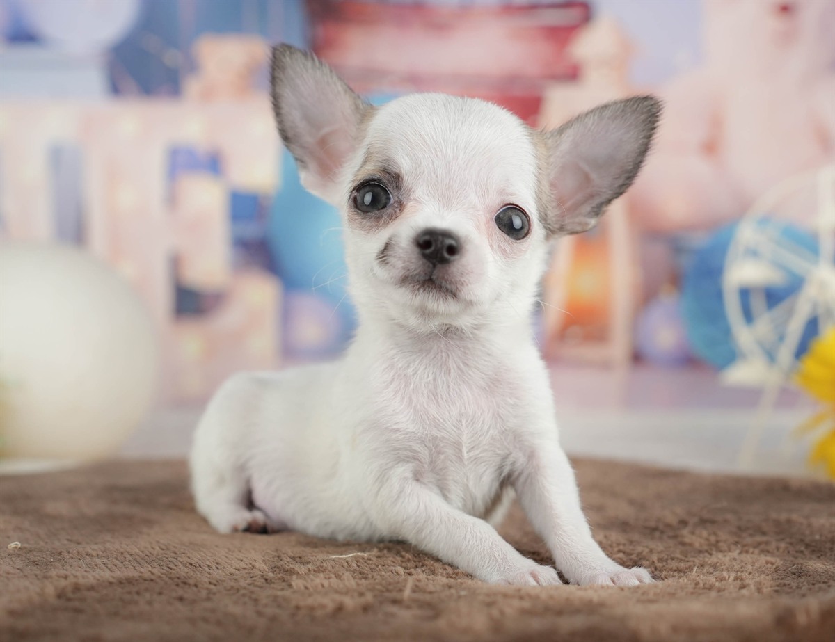 チワワ(スムース) | 女の子 | フォーンホワイト | 2026年2月26日（ID:dog-200015730）