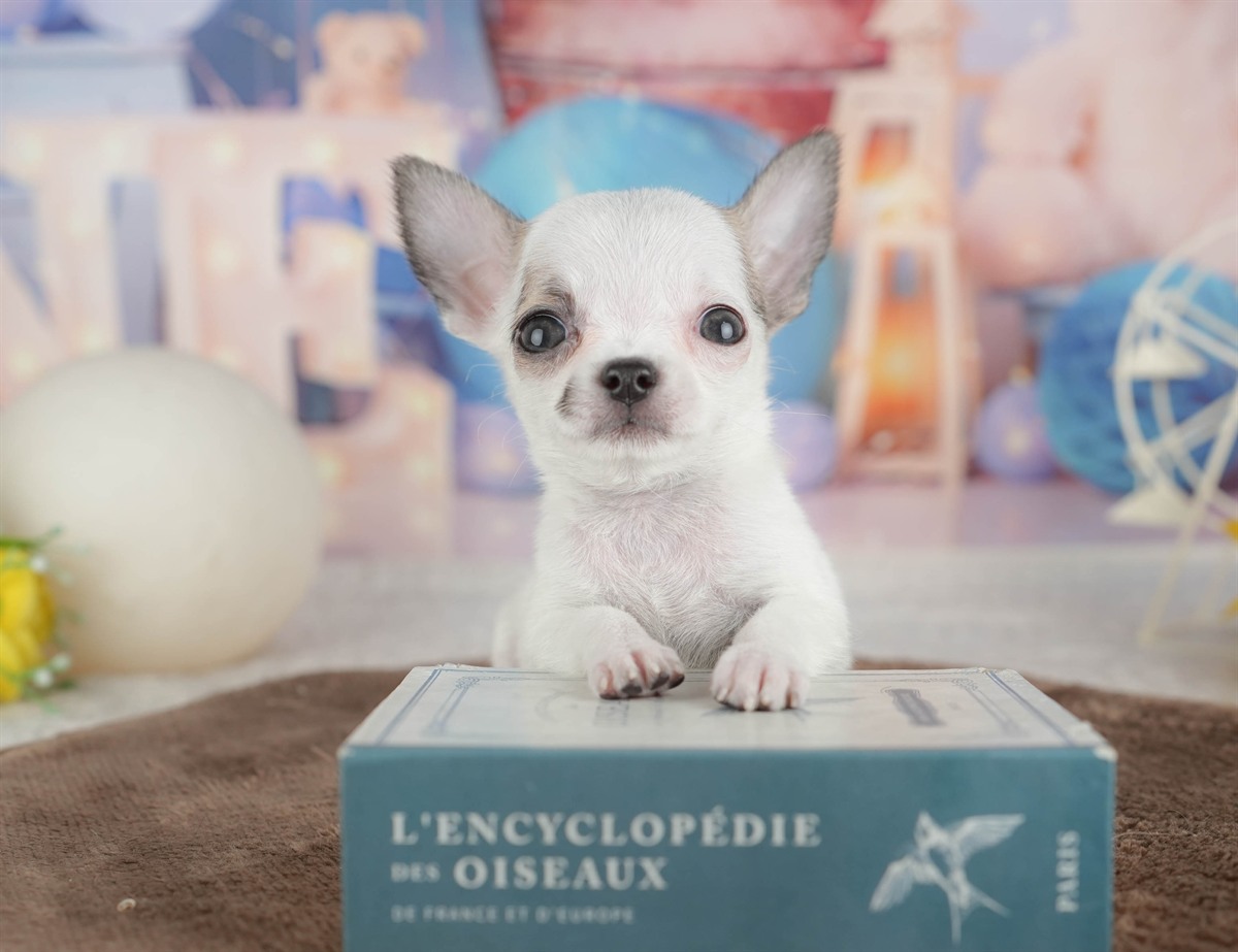 チワワ(スムース) | 女の子 | フォーンホワイト | 2026年2月26日（ID:dog-200015730）