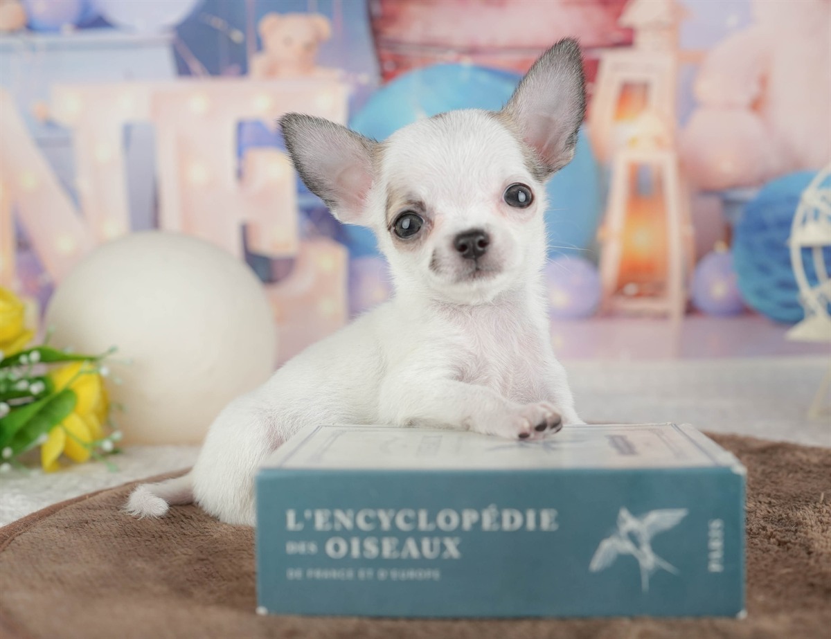 チワワ(スムース) | 女の子 | フォーンホワイト | 2026年2月26日（ID:dog-200015730）