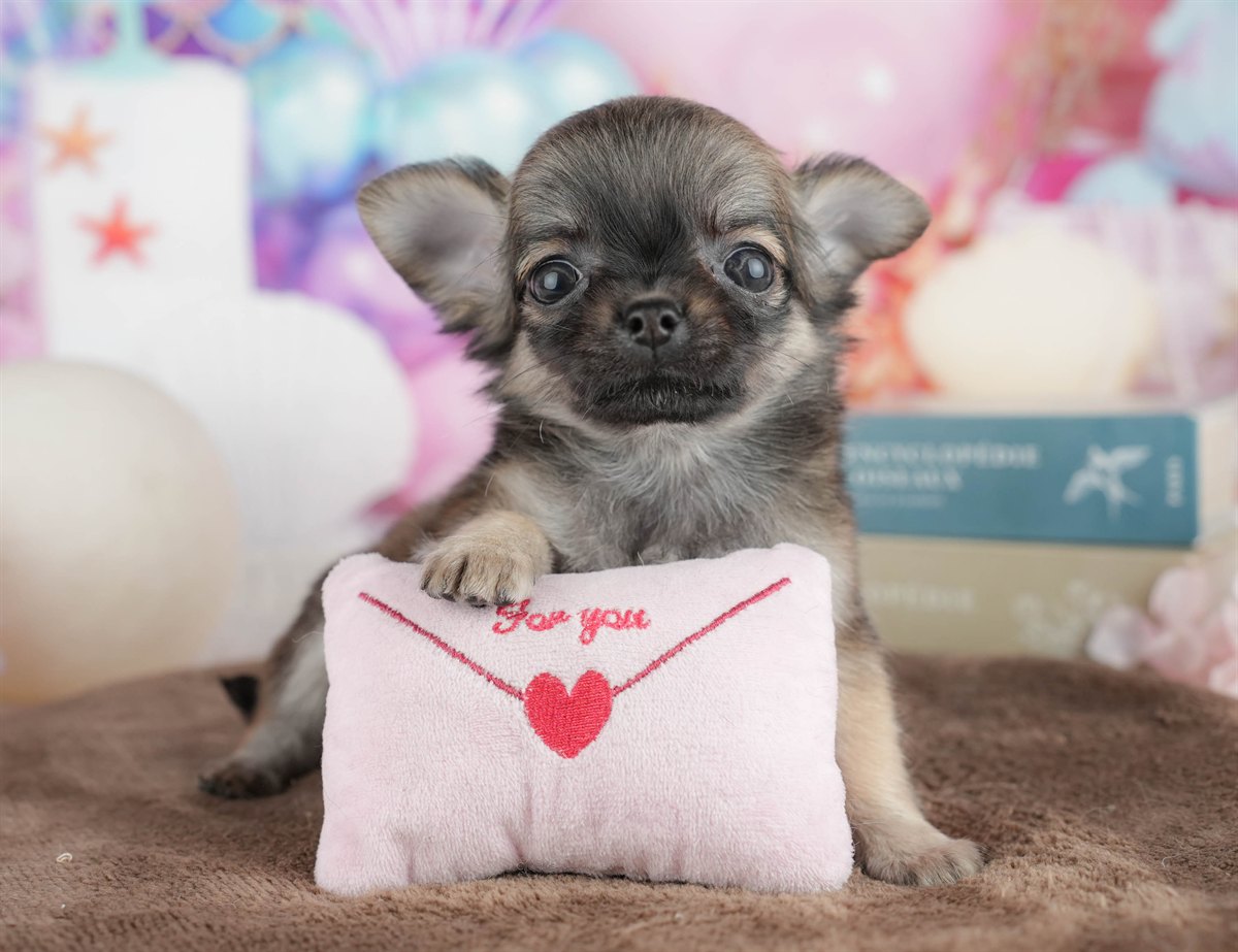 チワワ(ロング) | 女の子 | フォーン | 2026年2月26日（ID:dog-200015731）