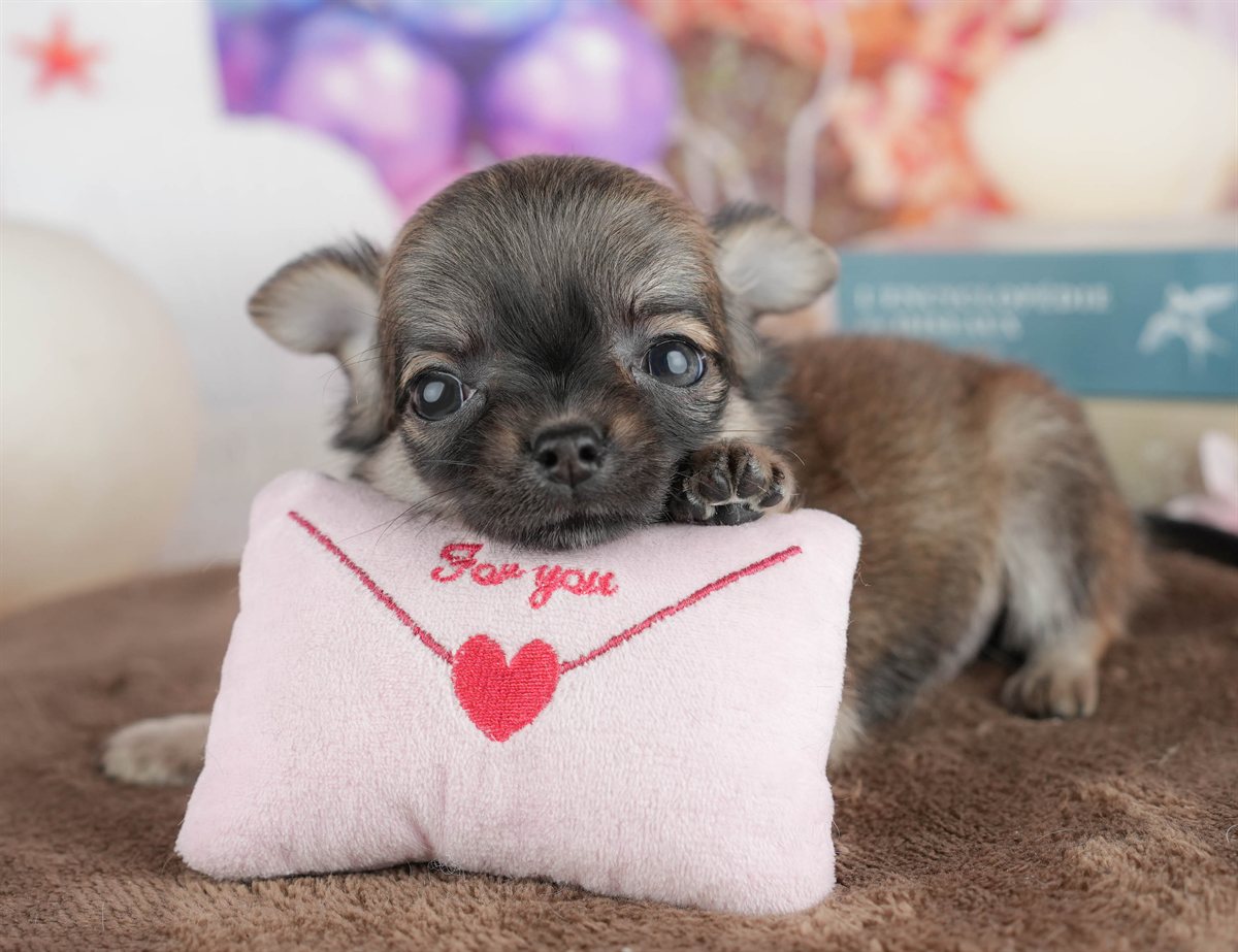 チワワ(ロング) | 女の子 | フォーン | 2026年2月26日（ID:dog-200015731）