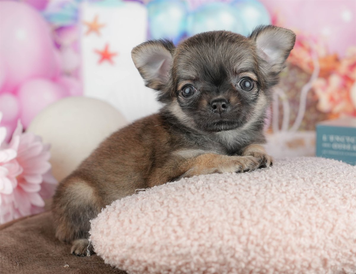 チワワ(ロング) | 女の子 | フォーン | 2026年2月26日（ID:dog-200015731）