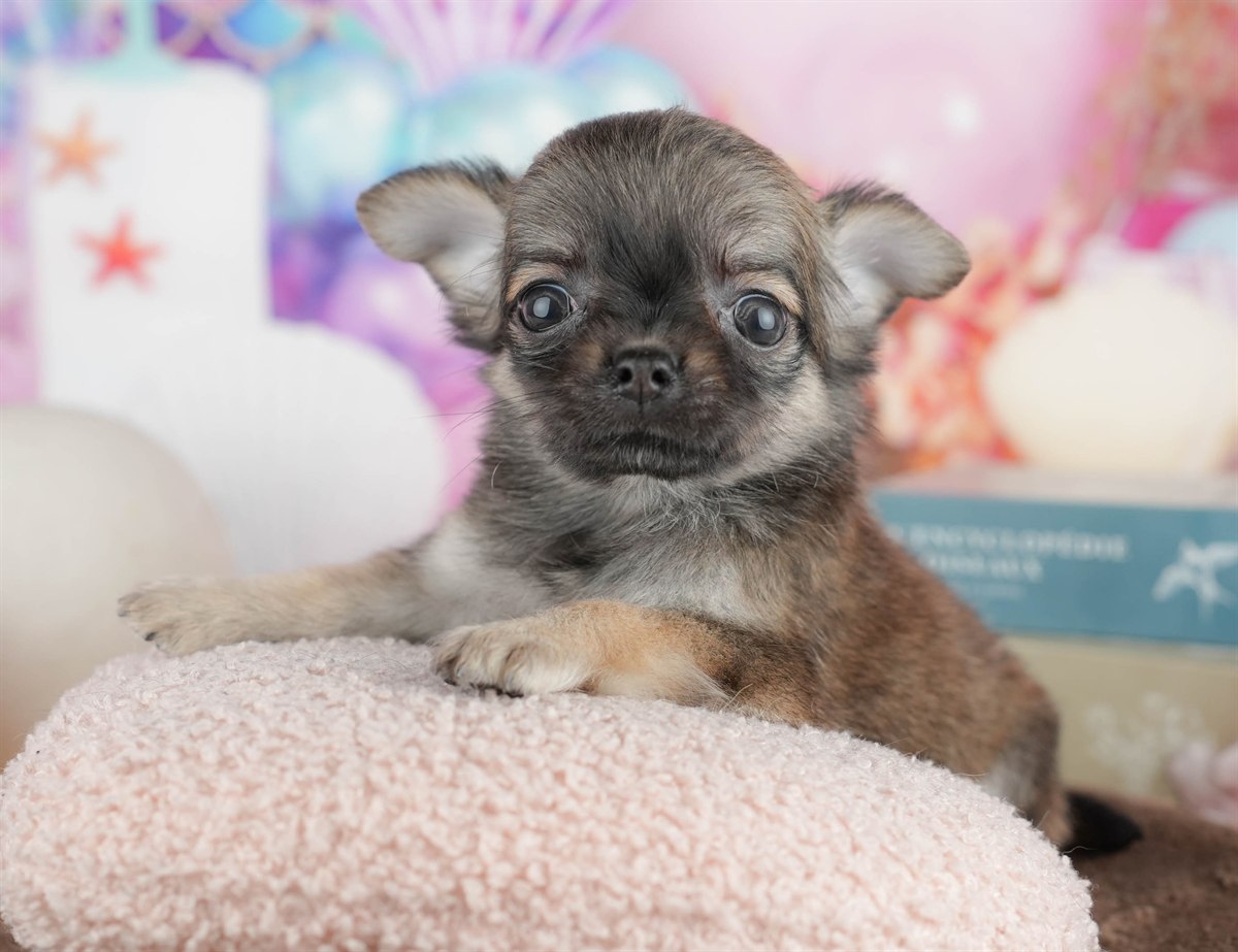 チワワ(ロング) | 女の子 | フォーン | 2026年2月26日（ID:dog-200015731）