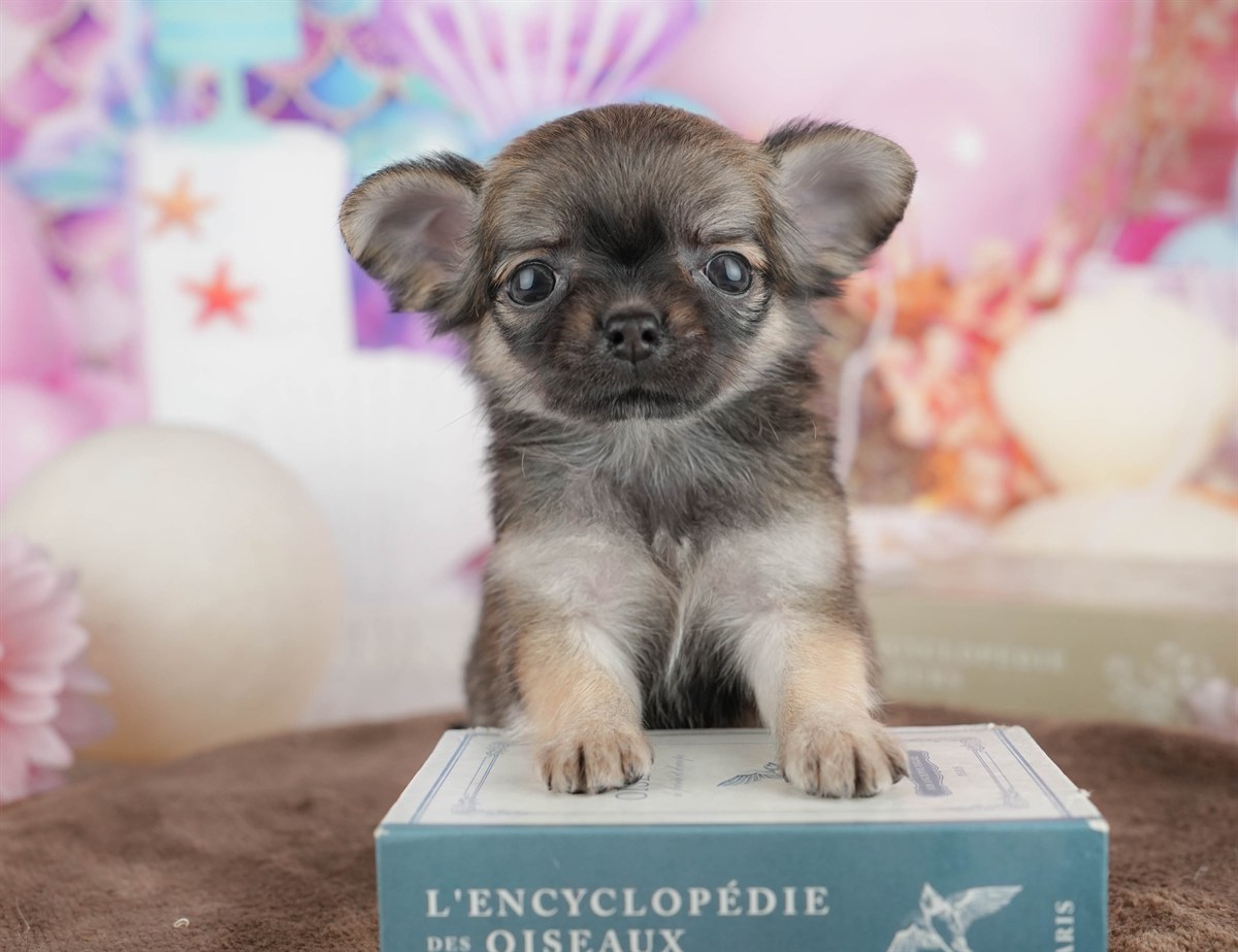 チワワ(ロング) | 女の子 | フォーン | 2026年2月26日（ID:dog-200015731）