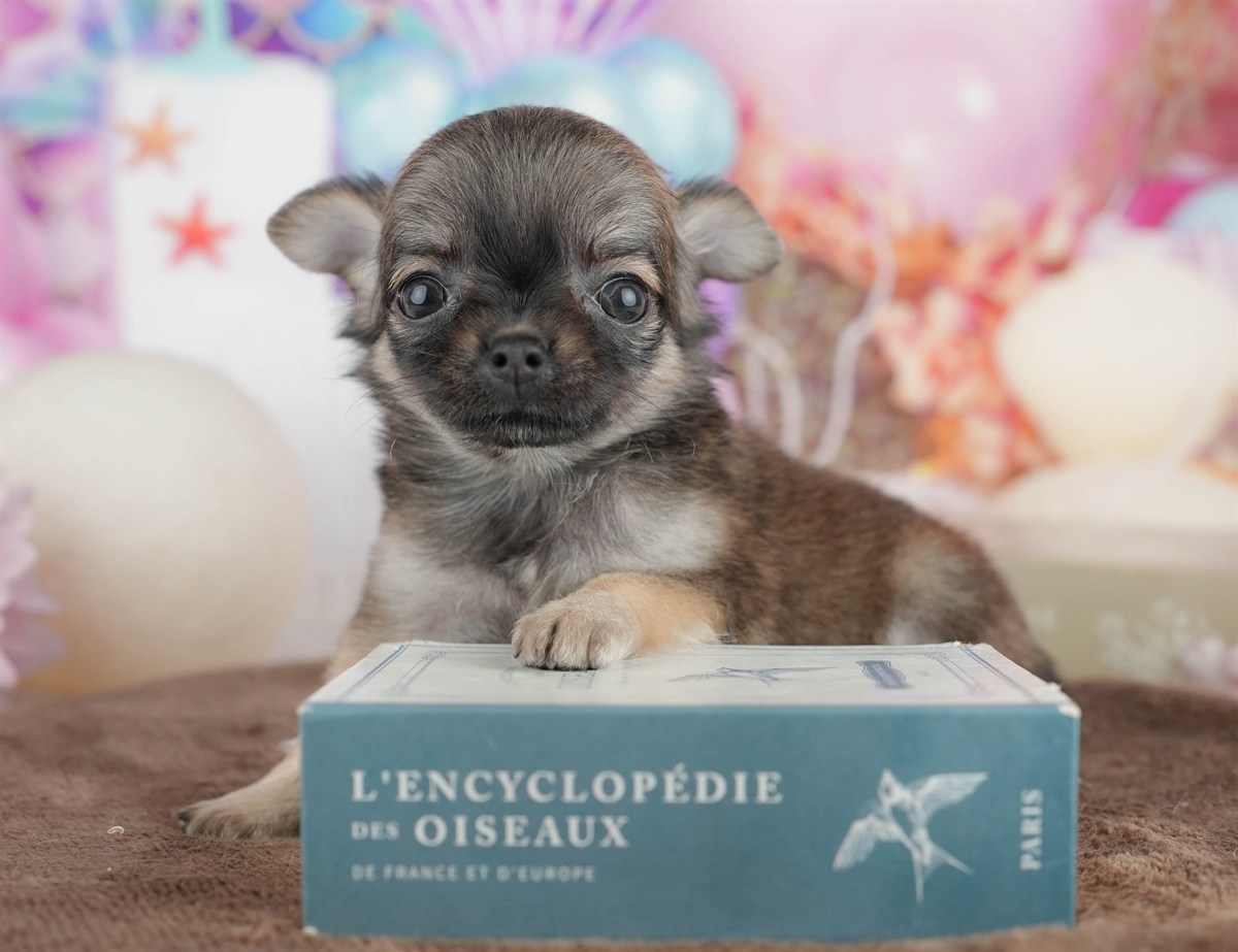 チワワ(ロング) | 女の子 | フォーン | 2026年2月26日（ID:dog-200015731）